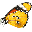 https://stopanin-pod-naem.com/wp-content/uploads/2019/08/butterfly.png